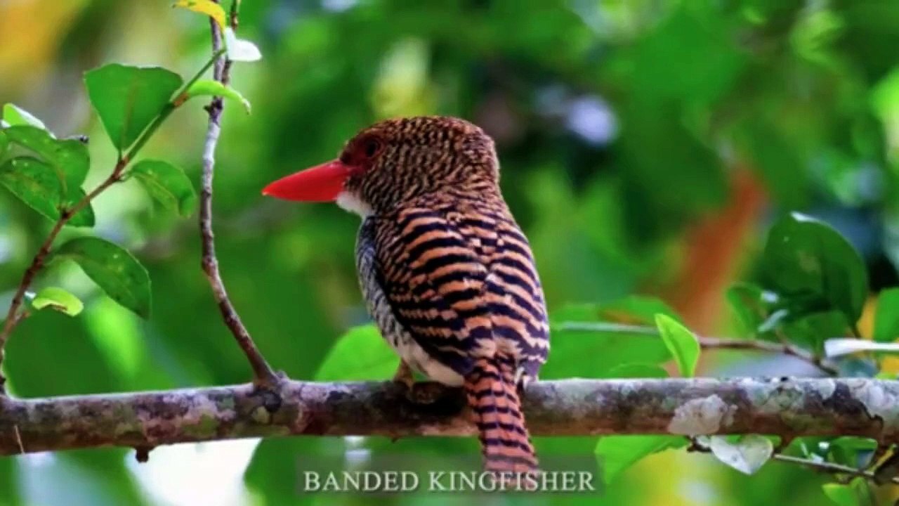 SMALL BIRDS