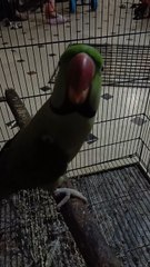 Parrot is whistling 🥰