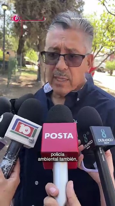 Caballos de Carga