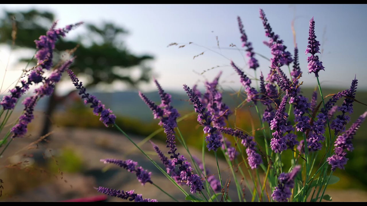 Cztery Pory Roku | movie | 1981 | Official Trailer