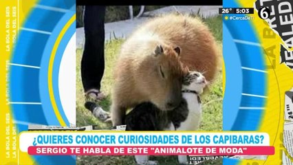 Curiosidades y datos sobre los capibaras
