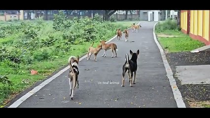 Animal funny videos. Animal Adventurers