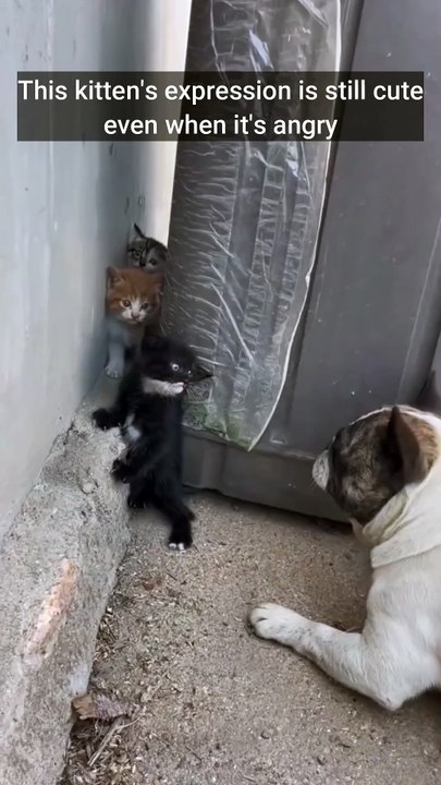 This kitten's expression is so cute