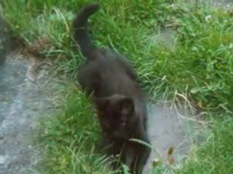 animaux