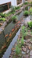 Wonderful scene with orange fishes