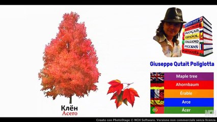 Visual Dict with Audio пихта, клён, самолёт, чеснок