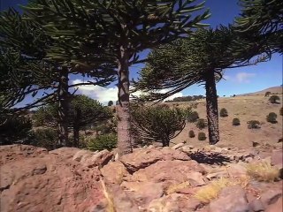 Dinosaurs: Giants of Patagonia | movie | 2007 | Official Trailer