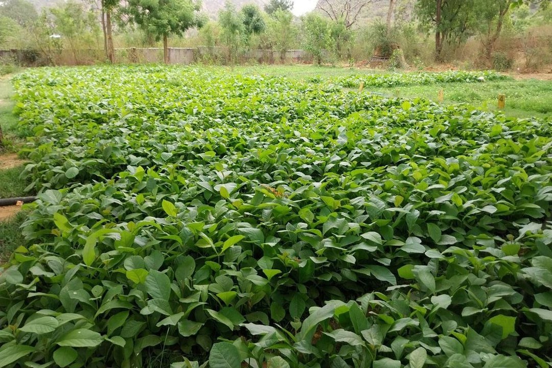 swm news: सागवान के पौधों की बढ़ी मांग, इस बार...