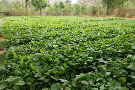 swm news: सागवान के पौधों की बढ़ी मांग, इस बार जिले में डेढ़ लाख से अधिक पौध की तैयार