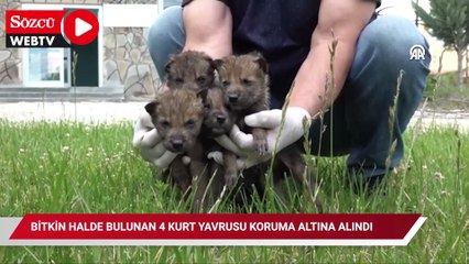 Bitkin halde bulunan 4 kurt yavrusu Van'da koruma altına alındı