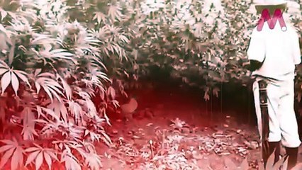 Marihuana: ¿De cuál me fumo?