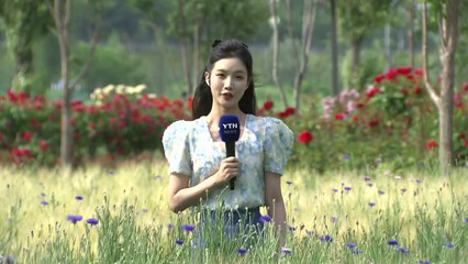 [날씨] 휴일, 서울 등 전국 30℃ 더위...초여름 보리밭 물결 / YTN