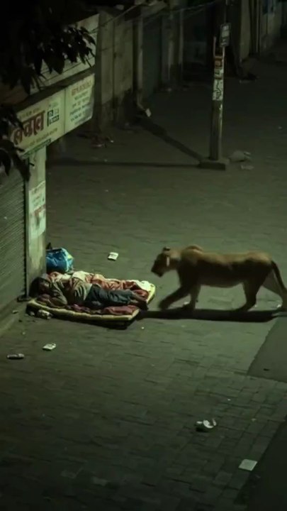 चैन से सो रहा था शख्स, अचानक बगल से गुजरी शेरनी, पास जाकर लगी सूंघने, फिर जो हुआ, कोई नहीं कर पाएगा यकीन