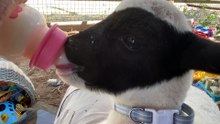 Tender Moments: Bottle Feeding a Precious Orphan Lamb ||