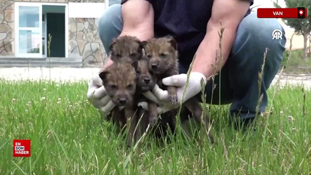 Muş’ta bitkin bulunan 4 kurt yavrusu Van'da koruma altına alındı