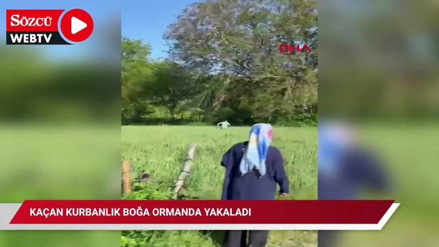 Kaçan kurbanlık boğa ormanda yakaladı