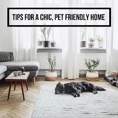 Ronnie Tarabay Tips For a Chic, Pet Friendly Home