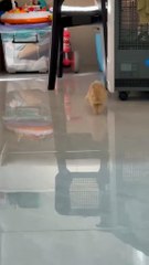 Too Cute Bunnies / Iepurași Prea Drăgălași! 🐰❤️