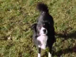 Lou, la chienne de cirque!