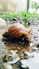 SNAILS STILL RELAXING IN A PUDDED WATER