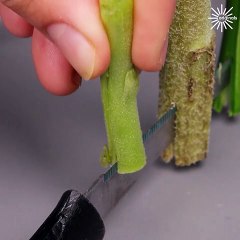 Flower arrangements that looks sophisticated and unique!