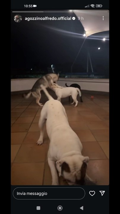 agozzino Alfredo li piacciono le scope hai miei cuccioli