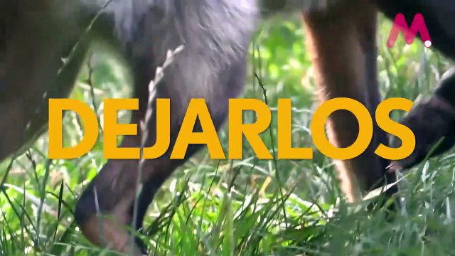 Si los amas, déjalos libres