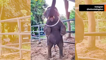 Söpö video tallentaa onnellisia hetkiä norsunpoikasten elämästä