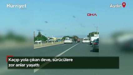 İlginç görüntü Aydın'dan! Kaçıp yola çıkan deve, sürücülere zor anlar yaşattı!
