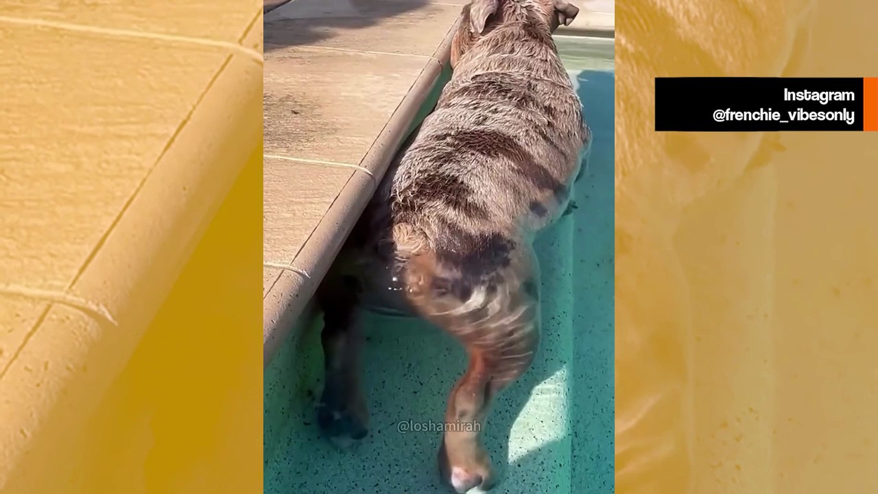 Video todistaa: ranskanbulldogit ovat maailman hauskimpia koiria