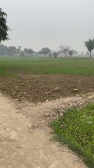 Beautiful village vibes..