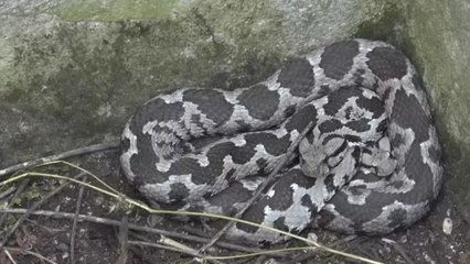 Balıkesir’de zehirli engerek yılanı görüldü