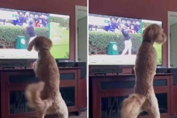 Hilarious video: dogs "interact" with images on the TV