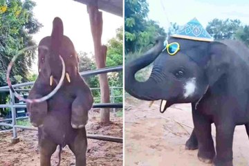 Adorable video shows baby elephants in joyful moments