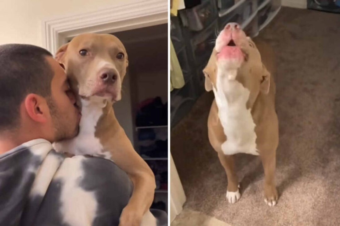 Lustiges Video zeigt Reaktionen extrem eifersüchtiger Hunde