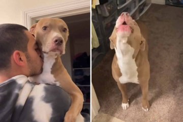 Lustiges Video zeigt Reaktionen extrem eifersüchtiger Hunde