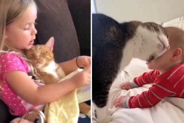 Une vidéo adorable montre des moments de tendresse entre bébés et chats