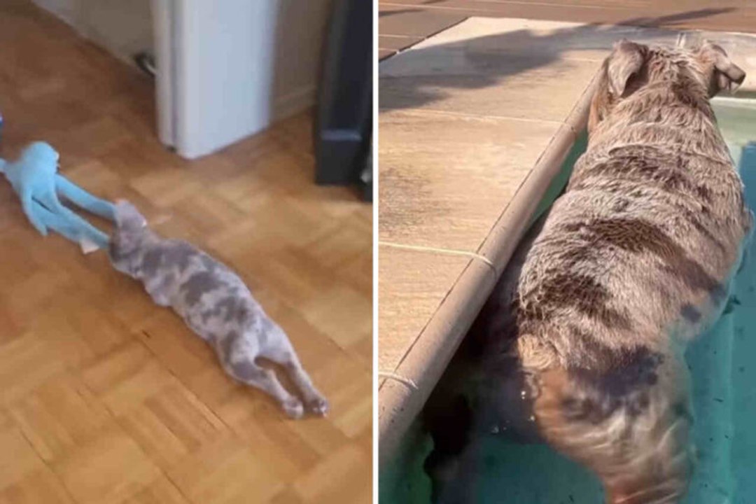 Vidéo : les bouledogues français sont les chiens les plus drôles du monde