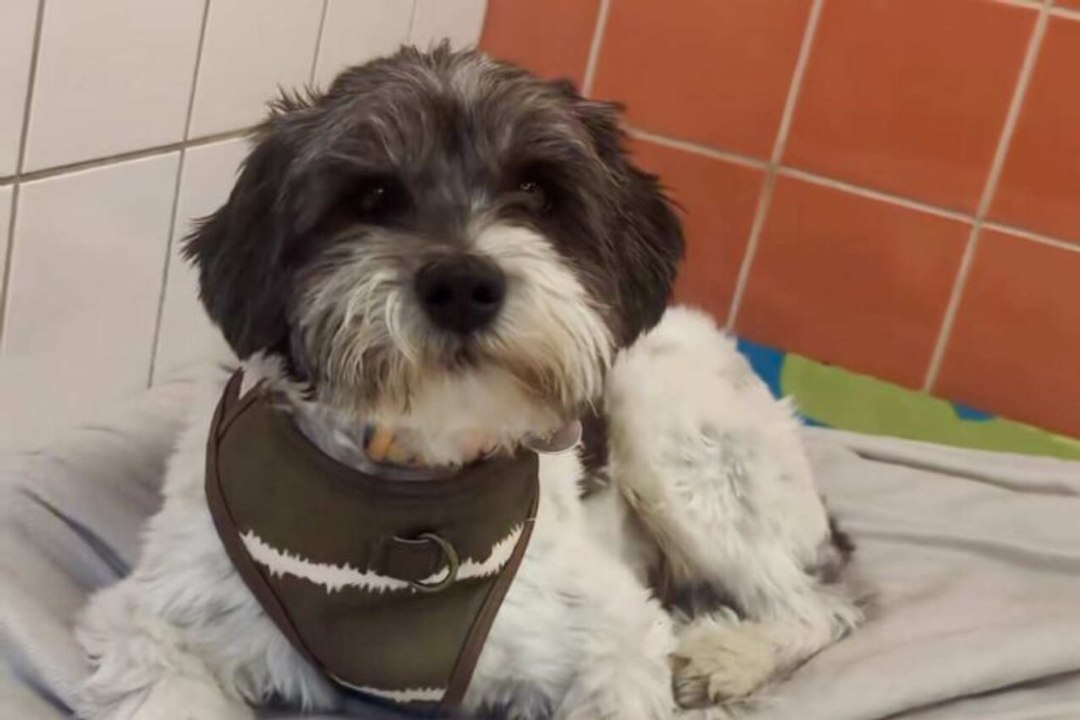 Un chien est retourné au refuge dix minutes après son adoption : voici pourquoi