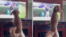 Hilarische video: honden ‘reageren’ op beelden op tv