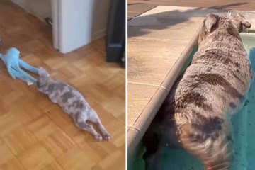 Questo video dimostra che i bulldog francesi sono i cani più buffi del pianeta