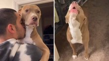Video esilarante mostra le reazioni di cani estremamente gelosi