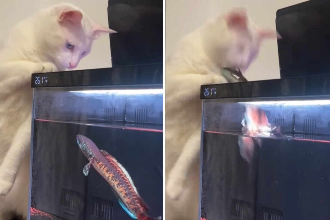 Video divertente: gatto fissa un pesce in un acquario… e finisce male