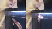Video divertente: gatto fissa un pesce in un acquario… e finisce male