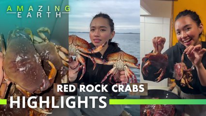 Amazing Earth: The Pinay crabbing queen of Canada, Daph!