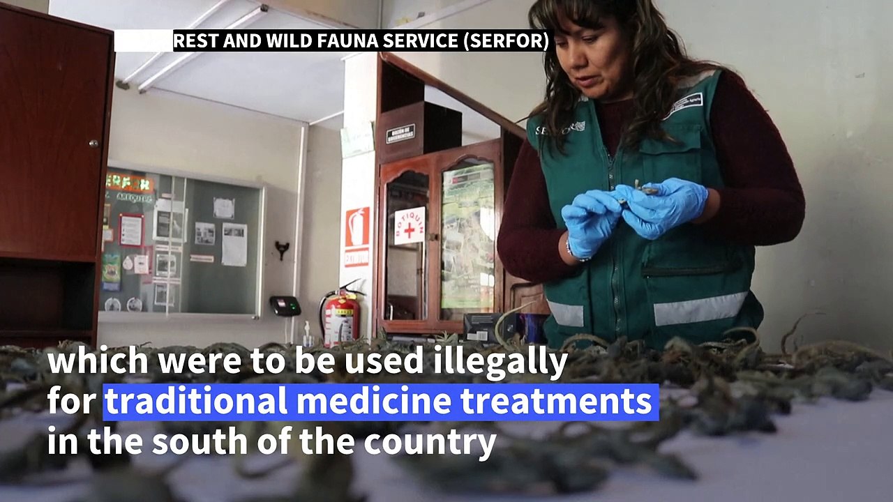 110 stuffed lizards to be used for medical treatment seized in Peru