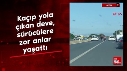 Aydın'da kaçıp yola çıkan deve, sürücülere zor anlar yaşattı