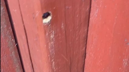 Carpenter bee invades backyard and treats wooden fence like its personal drill project