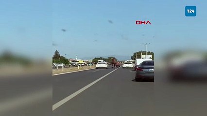 Aydın'da kaçıp yola çıkan deve, sürücülere zor anlar yaşattı