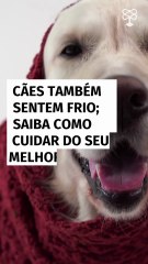 Cachorro também sente frio! Saiba como cuidar do seu melhor amigo no inverno
